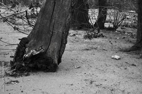 dead tree trunk