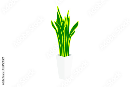 観葉植物サンセベリアのイラスト