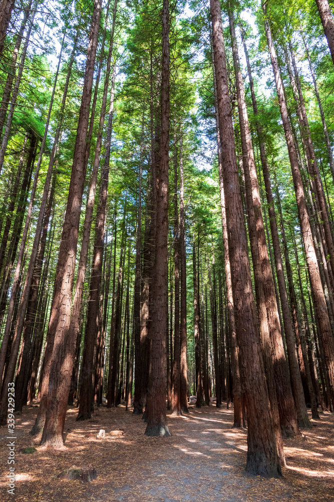 Sequoia trees at redwood forest. Rotorua. New Zealand Sequoia trees at redwood forest. Rotorua. New Zealand