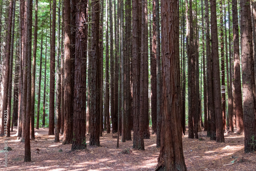 Sequoia trees at redwood forest. Rotorua. New Zealand Sequoia trees at redwood forest. Rotorua. New Zealand