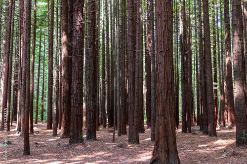 Sequoia trees at redwood forest. Rotorua. New Zealand