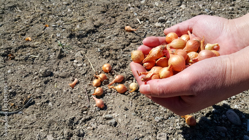 The hand of a female farmer holds a handful of small orange onion seeds for planting. Planting season. Agricultural work. The earth is the soil out of focus. Places for text.