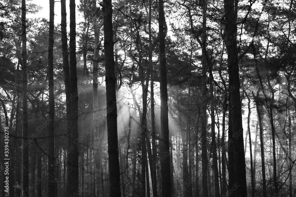 Obraz premium morning in the forest