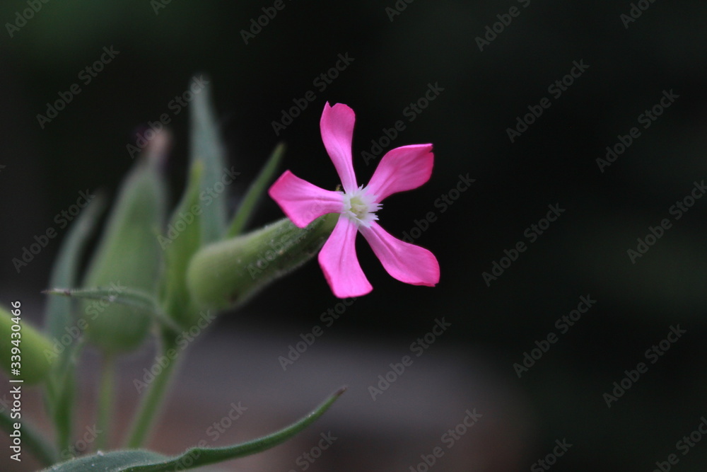 Fototapeta premium close up of a pink flower