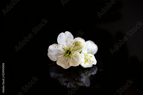Kirschbaumblüte © thomasknospe