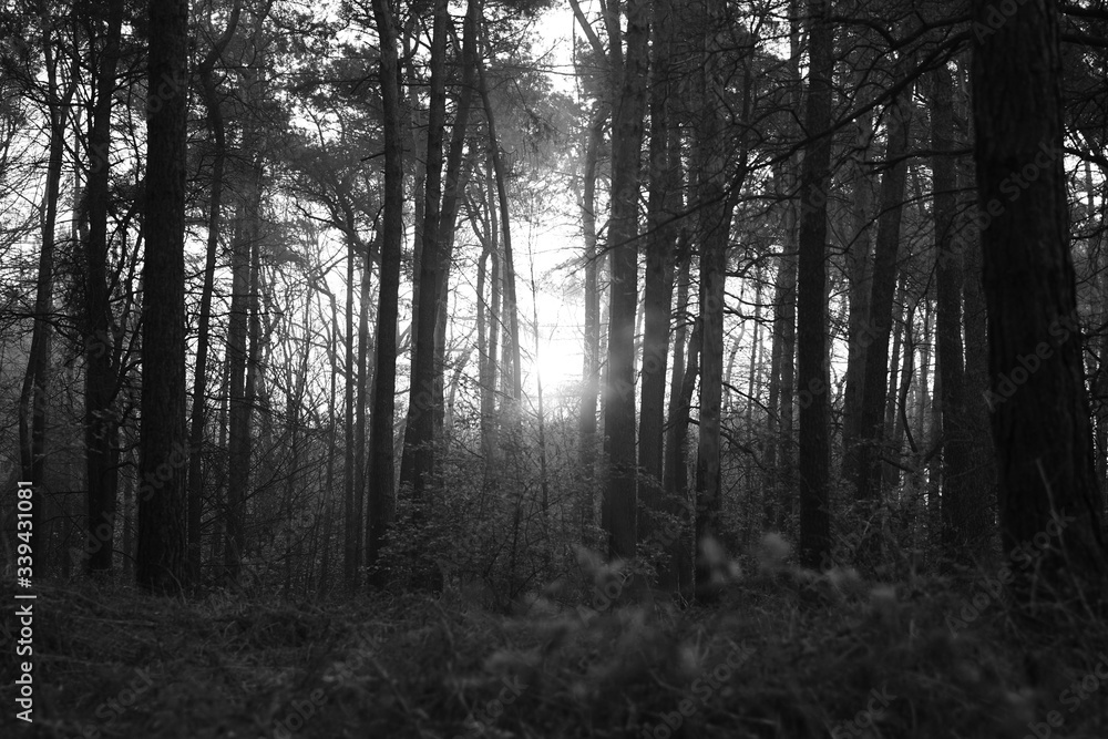 Fototapeta premium mglisty poranek w lesie