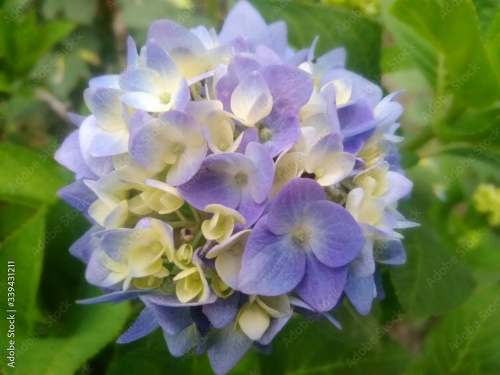hydrangea flower image,beautiful hydrangea, blue flower,gardening plant, blur flower wallpaper image hydrangea flower image,beautiful hydrangea, blue flower,gardening plant, blur flower wallpaper image