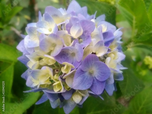 hydrangea flower image,beautiful hydrangea, blue flower,gardening plant, blur flower wallpaper image © Subhash