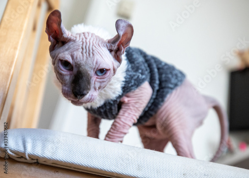 Portraits of a Growing Hairless Kitten