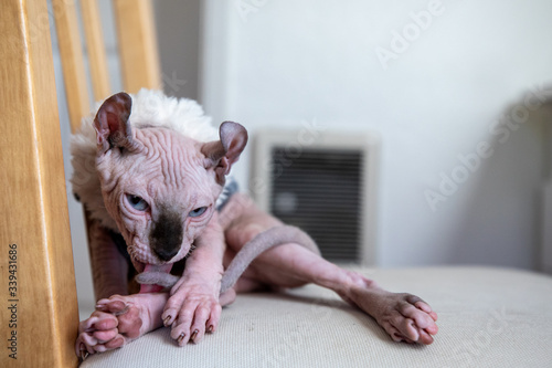 Portraits of a Growing Hairless Kitten