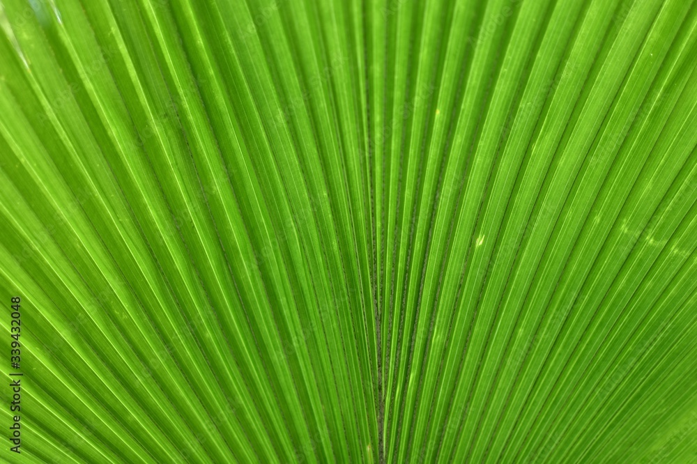 green palm leaf green palm leaf