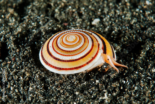 Fotografiet Sundial snail, Architectonica perspectiva, Sulawesi Indonesia.