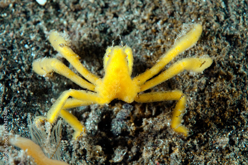 Spider crab, Achaeus sp., Sulawesi Indonesia. photo