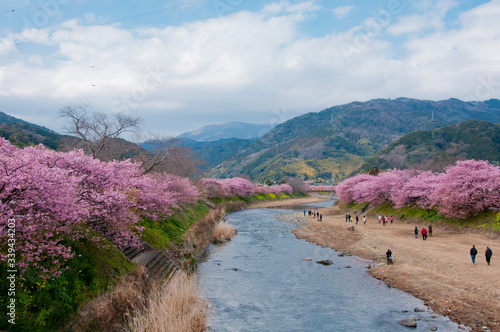 Kawazu cherry blossom in the river side photo