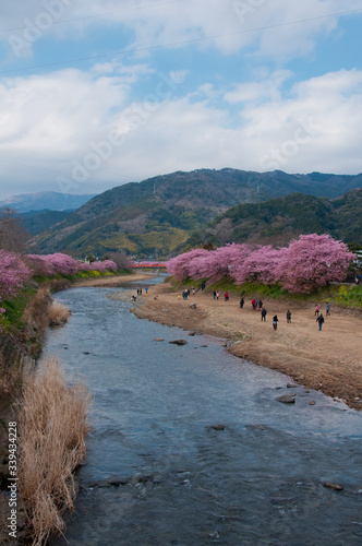 Kawazu cherry blossom in the river side photo