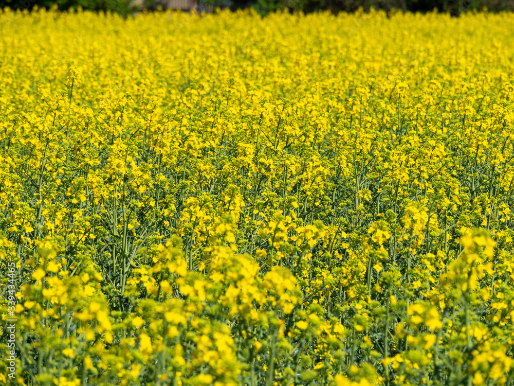 Raps field, rapeseed field, canola field, raps flowers close up. Selective focus, blurry background. Raps field, rapeseed field, canola field, raps flowers close up. Selective focus, blurry background.
