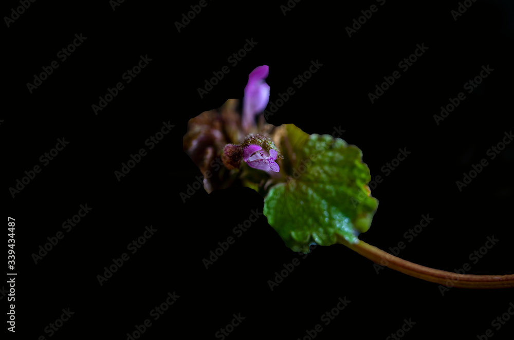 Taubnesselblüte