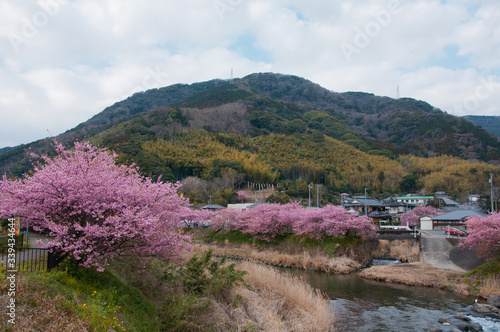 Kawazu cherry blossom in the river side