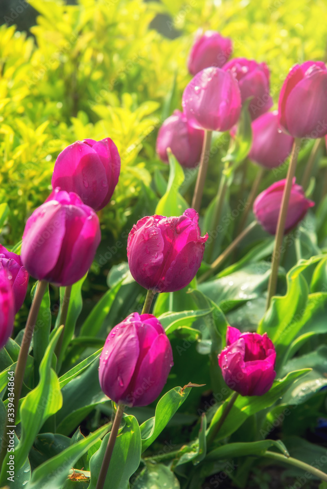 pink tulips in garden