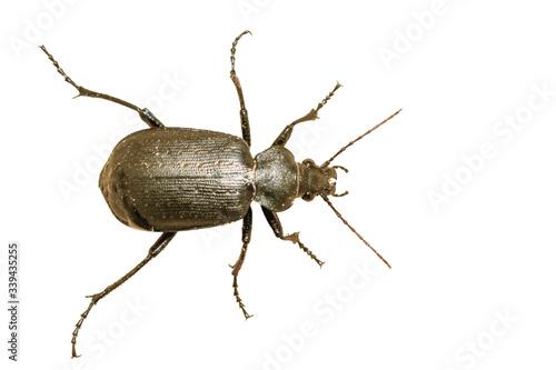 Beetle Calosoma inquisitor