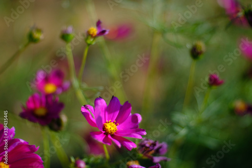 Honey bee on cosmos flowers in the garden  animal behavior background  with bokeh in vintage style and soft blur for background.