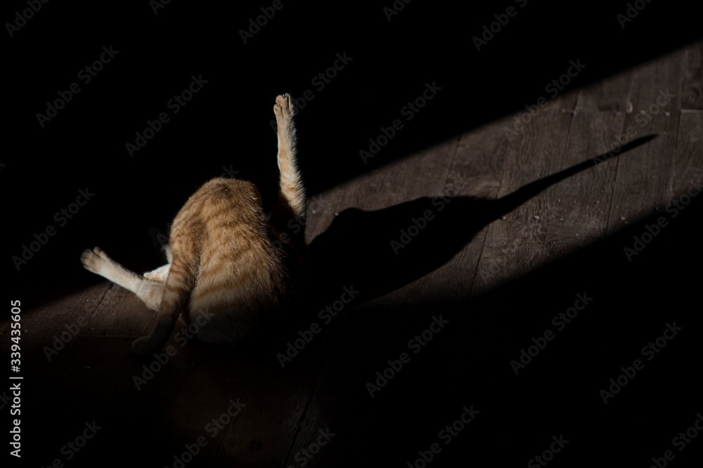 Cat in yoga posture with beautifull shadows Cat in yoga posture with beautifull shadows