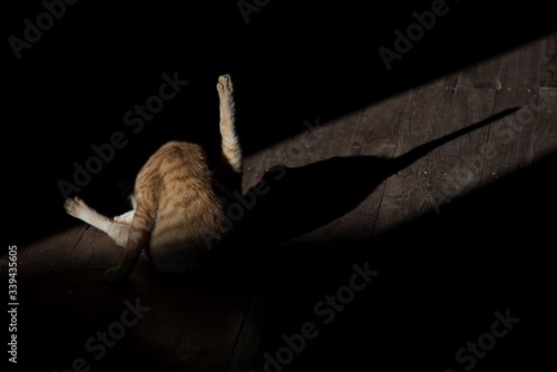 Cat in yoga posture with beautifull shadows © Sophie