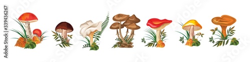 set of wild mushrooms. seven types of mushrooms on a white background. vector watercolor, horizontal format. stock vector illustration. EPS 10.