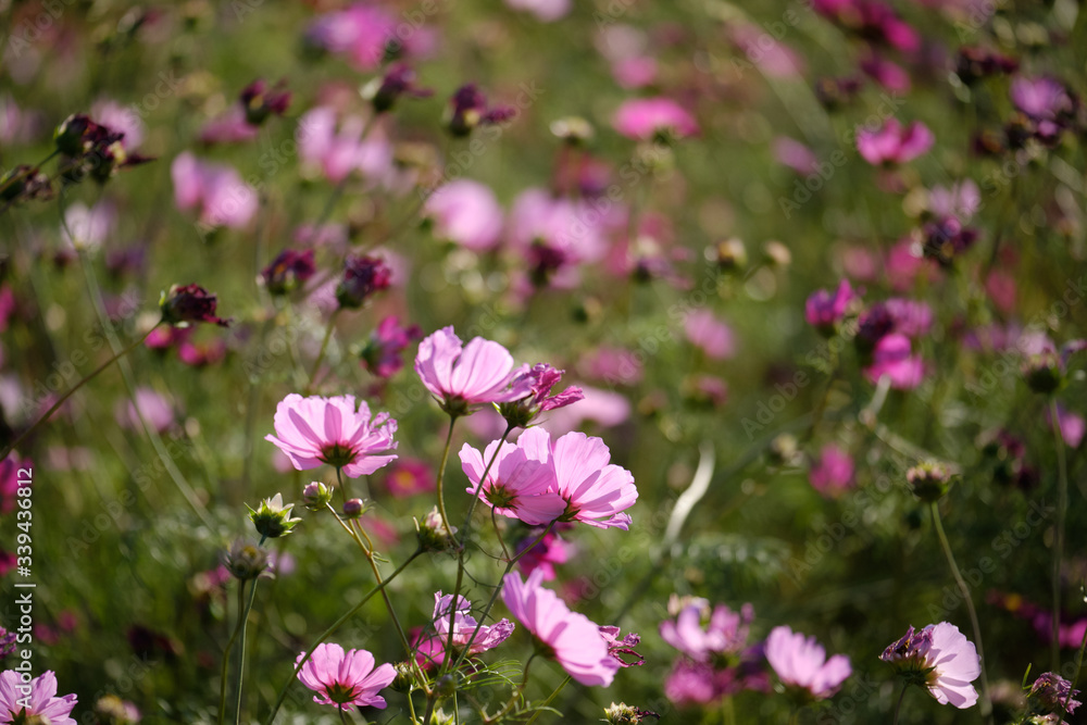 cosmos flowers garden,with swirly bokeh in vintage style and soft blur for background.