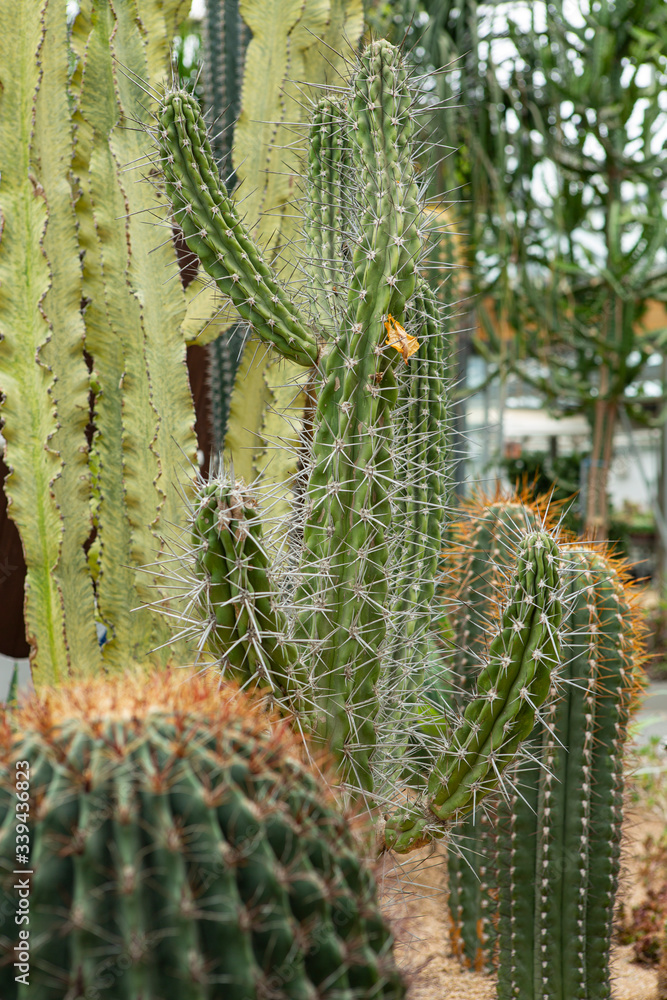 식물원의 선인장