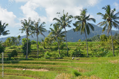 View of rice terraced field with palm trees, Bali