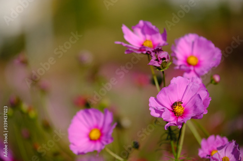 cosmos flowers garden,with swirly bokeh in vintage style and soft blur for background.