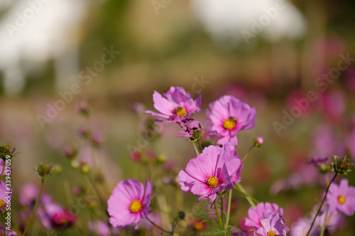 cosmos flowers garden,with swirly bokeh in vintage style and soft blur for background.