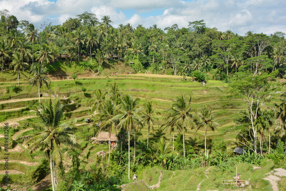 Beautiful rice fields on terrace, Bali