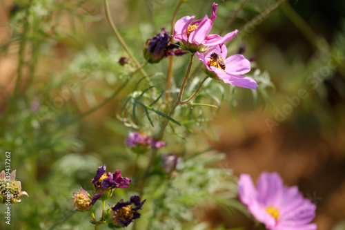 cosmos flowers garden,with swirly bokeh in vintage style and soft blur for background. photo