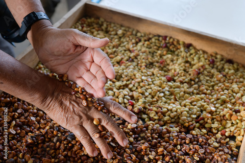 Examination of the quality of the coffee beans that have been cured and processed through the bleaching process.