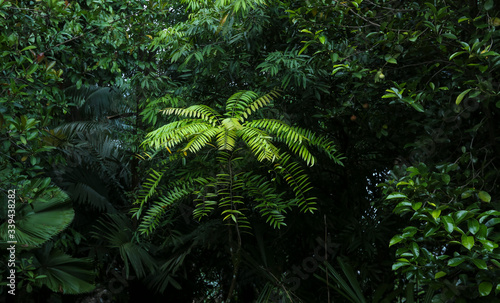 Eurycoma Longifolia Jack is the herb name for what is more commonly known as Tongkat Ali  Pasak Bumi  Malaysian Ginseng  or Longjack. Tropical rainforest medicinal plant found in South East Asia.