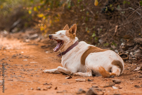 dog yawning 