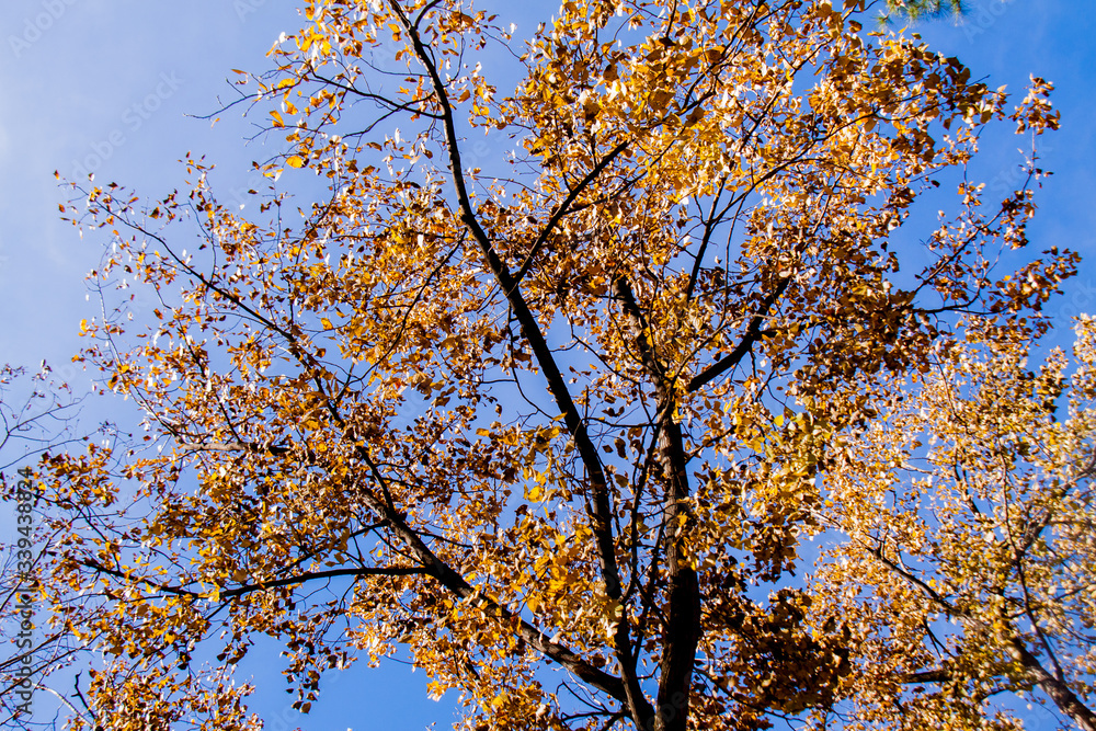 autumn leaves against blue sky