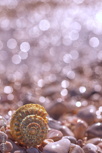 Closeup of conch on the beach, natural seashell, blurred bright background