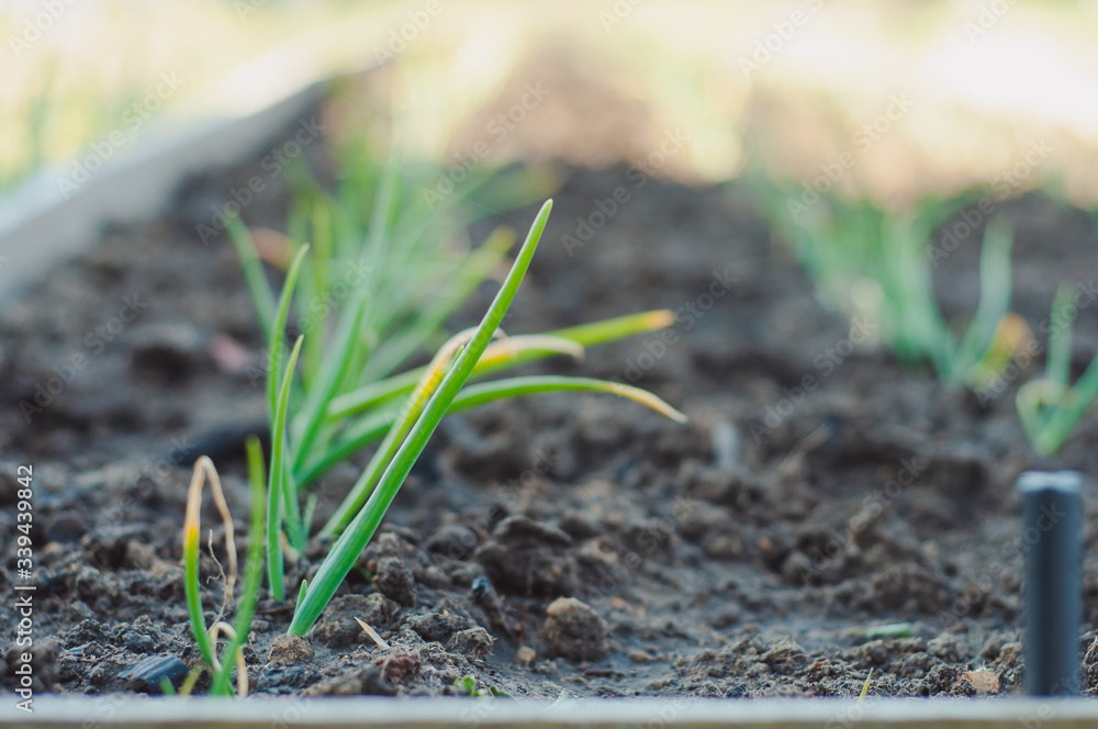 Fresh young onion grows on a home garden. Fresh young onion grows on a home garden.
