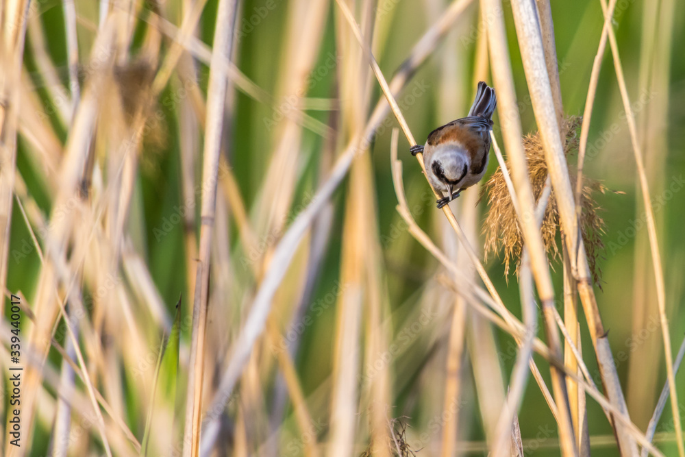 Eurasian Penduline Tit (Remiz pendalinus)