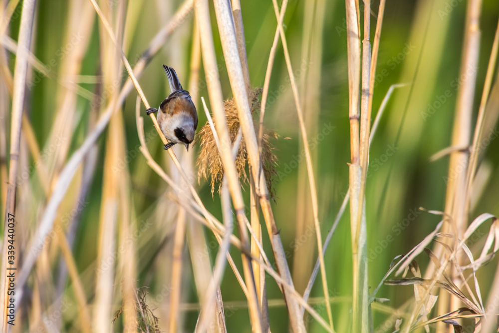 Eurasian Penduline Tit (Remiz pendalinus)