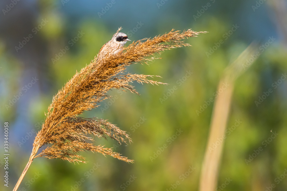 Eurasian Penduline Tit (Remiz pendalinus)