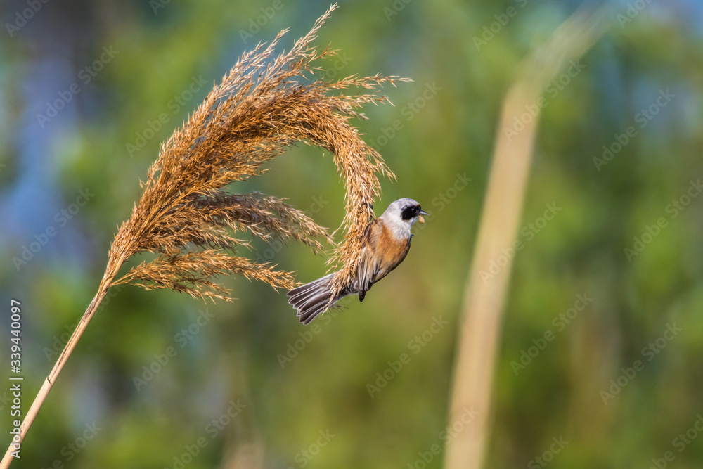 Eurasian Penduline Tit (Remiz pendalinus)
