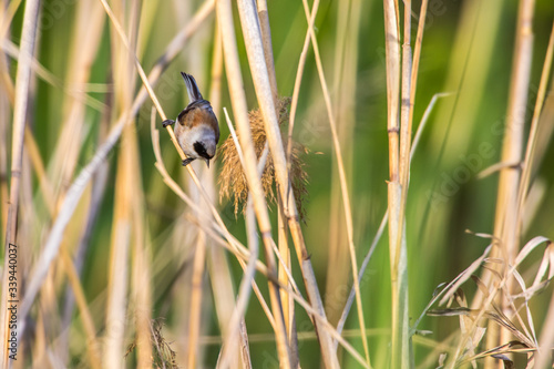 Obraz na płótnie Eurasian Penduline Tit (Remiz pendalinus) w salonie