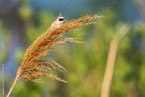 Obraz na płótnie Eurasian Penduline Tit (Remiz pendalinus) w salonie