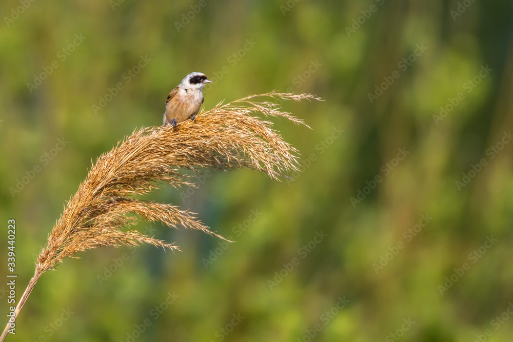 Eurasian Penduline Tit (Remiz pendalinus)