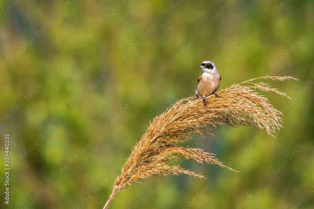 Eurasian Penduline Tit (Remiz pendalinus)