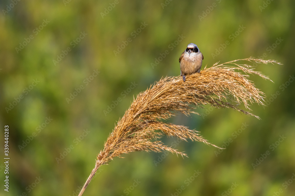 Eurasian Penduline Tit (Remiz pendalinus)